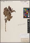 Foto von Salix caprea L. x Salix silesiaca Willd.